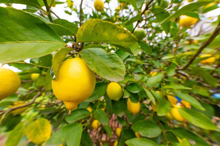 429 Omanaia Road Oue_16