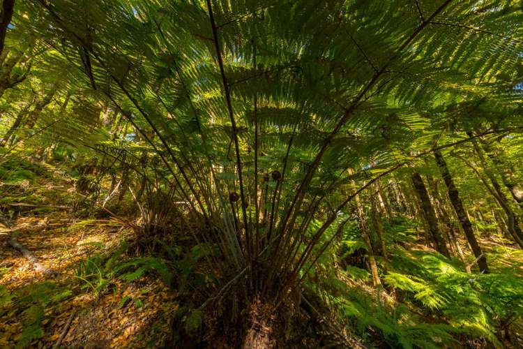 419b Katherine Mansfield Drive Blue Mountains_10