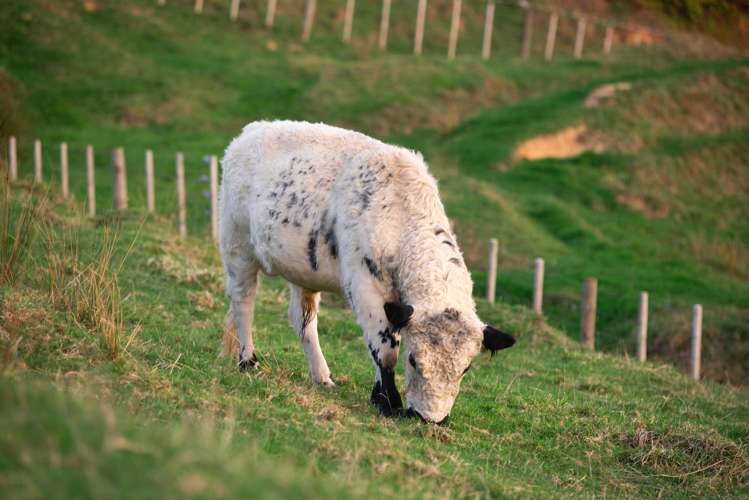 73 Bayer Road Puhoi_4