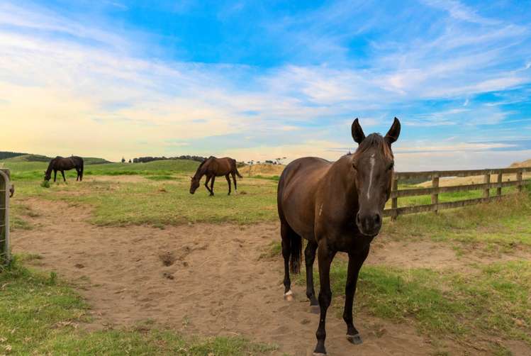 73 Robertson Road Otaua_16