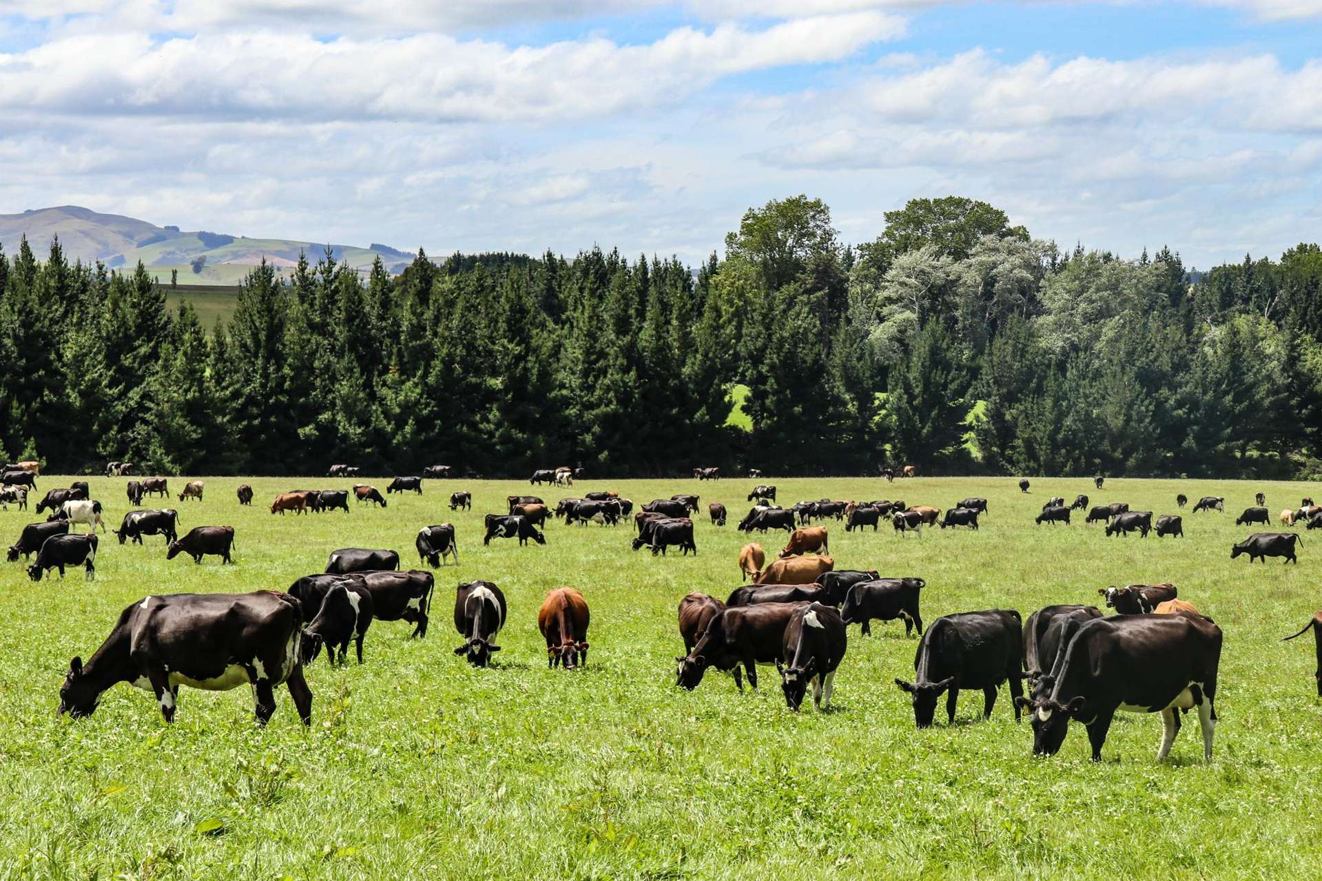 307 Okapua Road Chatton North_0