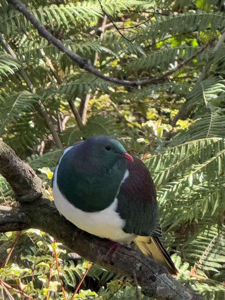 362 Wright Road Dairy Flat_11