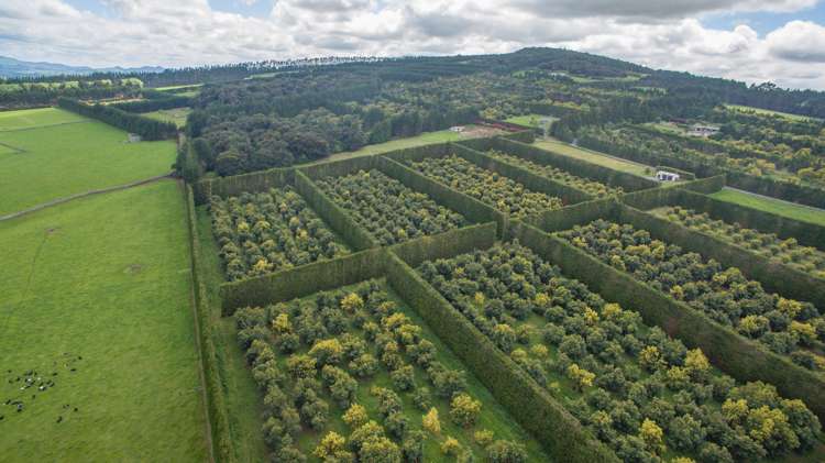 143 Norris Road Maungatapere_15