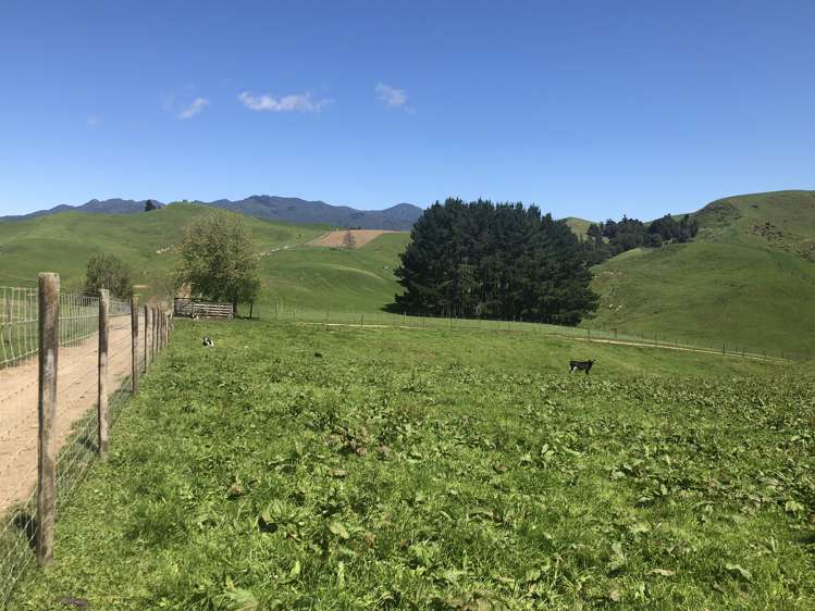 1026 Limeworks Loop Road Karamu_34