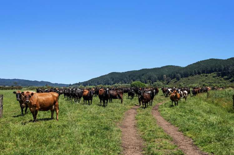 2106 Galatea Road Waiohau_2