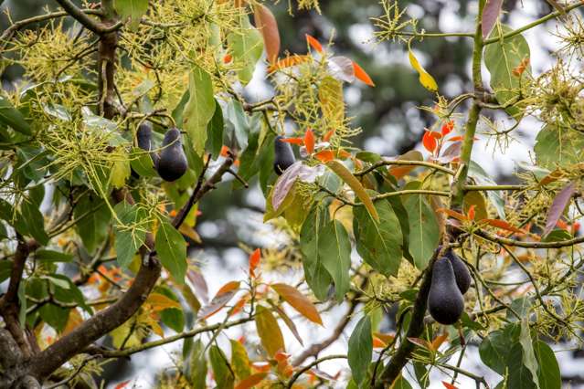 49 Esmeralda Avenue Avondale_3