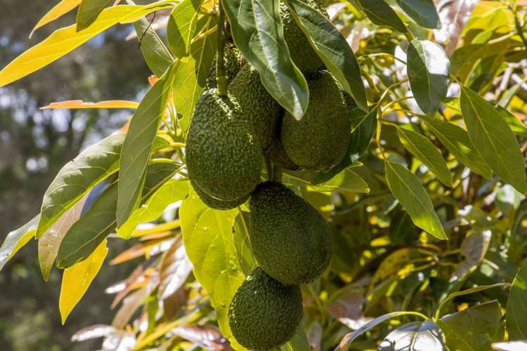 520 Wright Road Aongatete_21