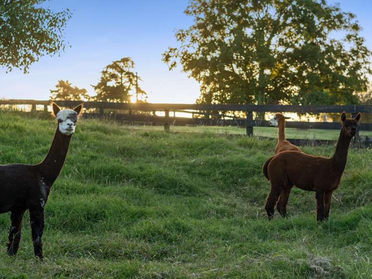 136 Te Kawa Road Te Awamutu_26