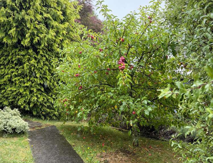 8 Arrow Street Washington Valley_28