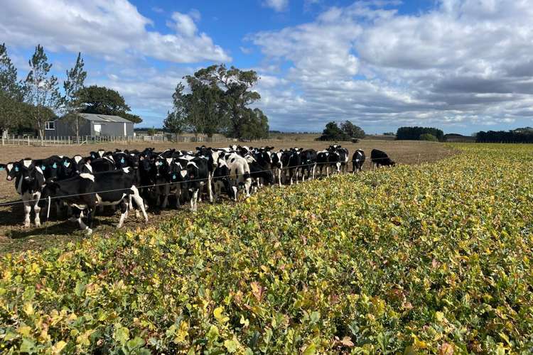 1397 Makino Road Halcombe_19