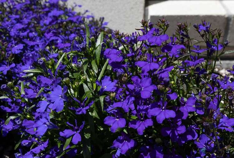 8 Gregson Drive Huntly_21