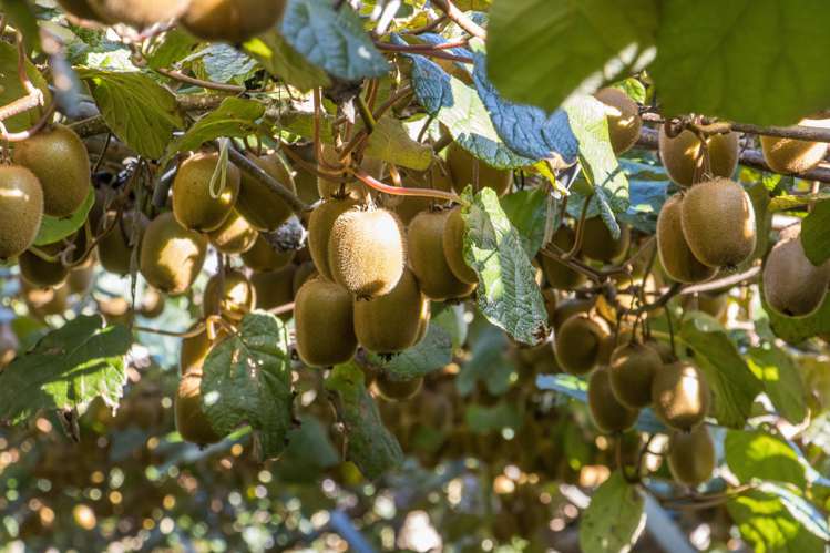 416 State Highway 2 Katikati_20