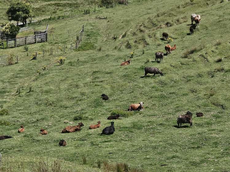 160 Te Rore Road Kaitaia_13