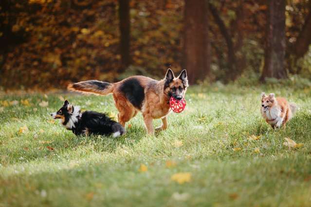 Dog daycare and a bonus lifestyle