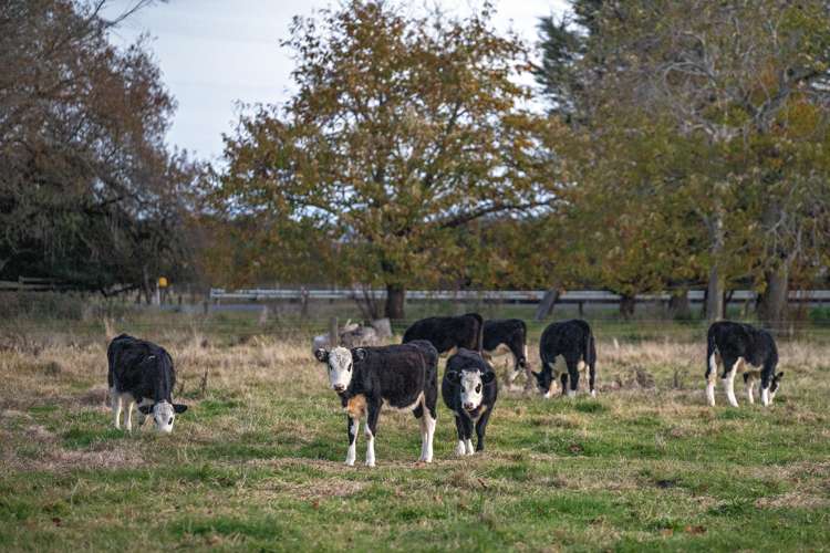 717 Western Drain Road Te Teko_23