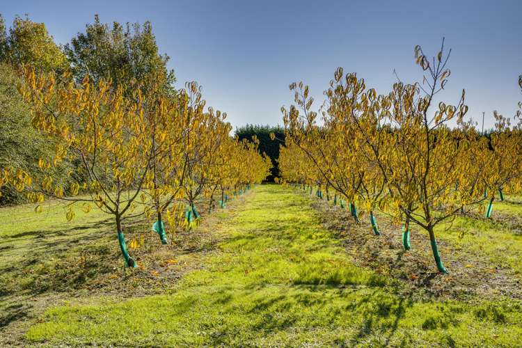 83 Mount Erin Road Havelock North_6