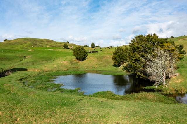 184 Tangowahine Valley Road Dargaville Surrounds_3