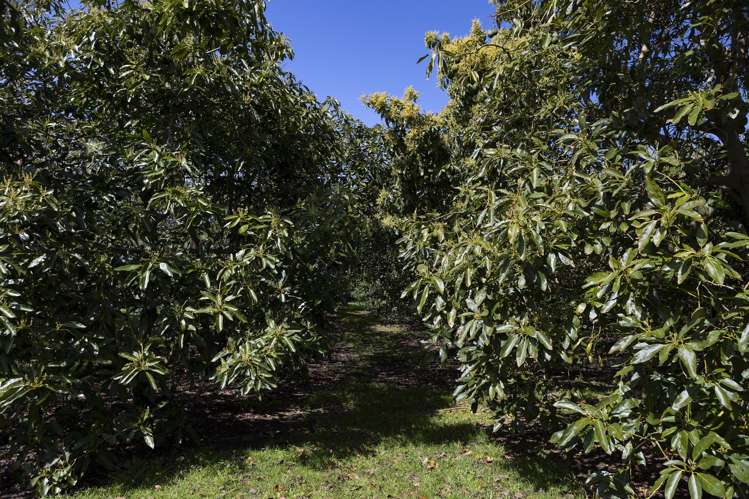 Lot LOT 10/27 Turk Valley Rd Pukenui_2