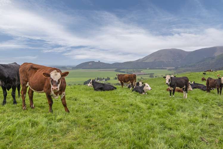 Mclennans Bush Road Methven_11