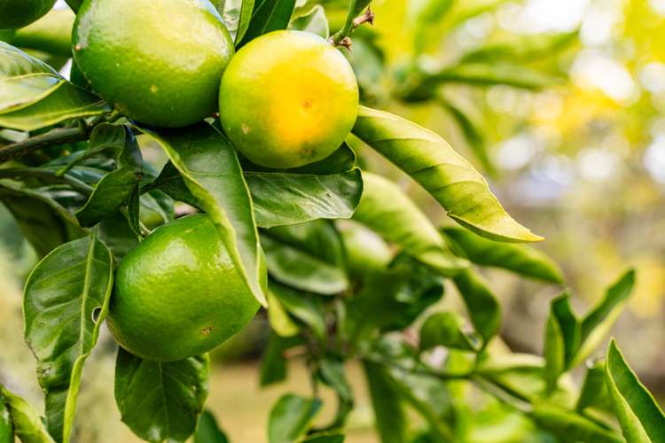 8 George Point Road Onerahi_24