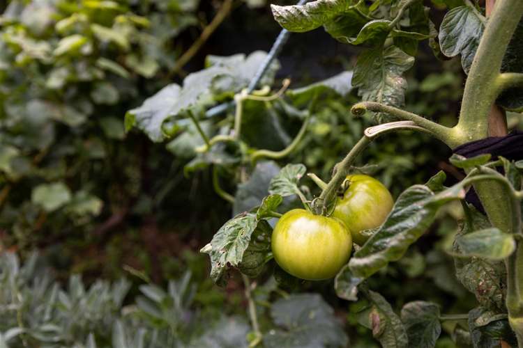 23 Henderson Street Riversdale_15