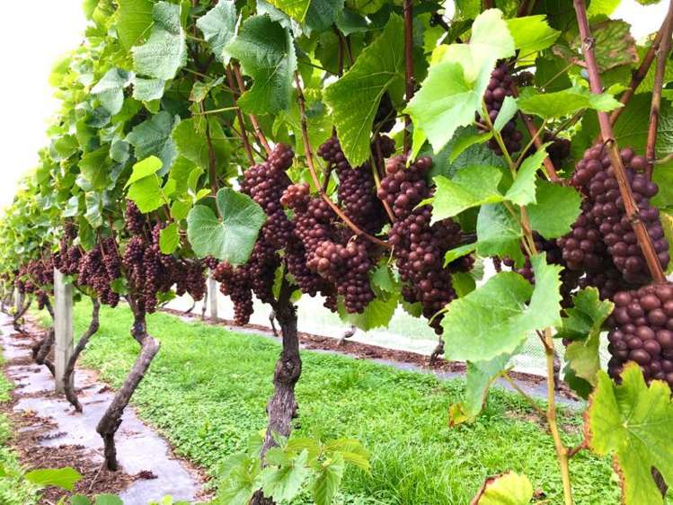 1469 Motueka Valley Highway Ngatimoti_11