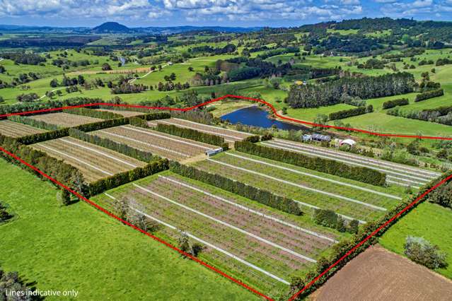 Kiwifruit Development Opportunity - 17.6 Ha Land