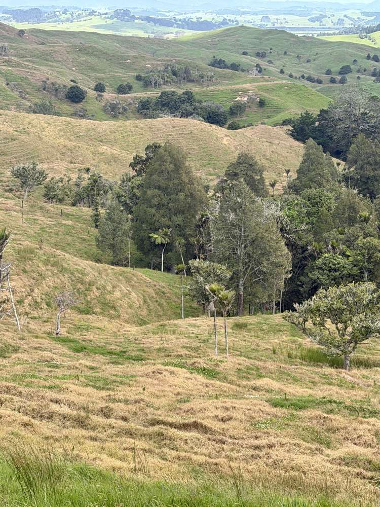 Pukehuia Road Arapohue_16