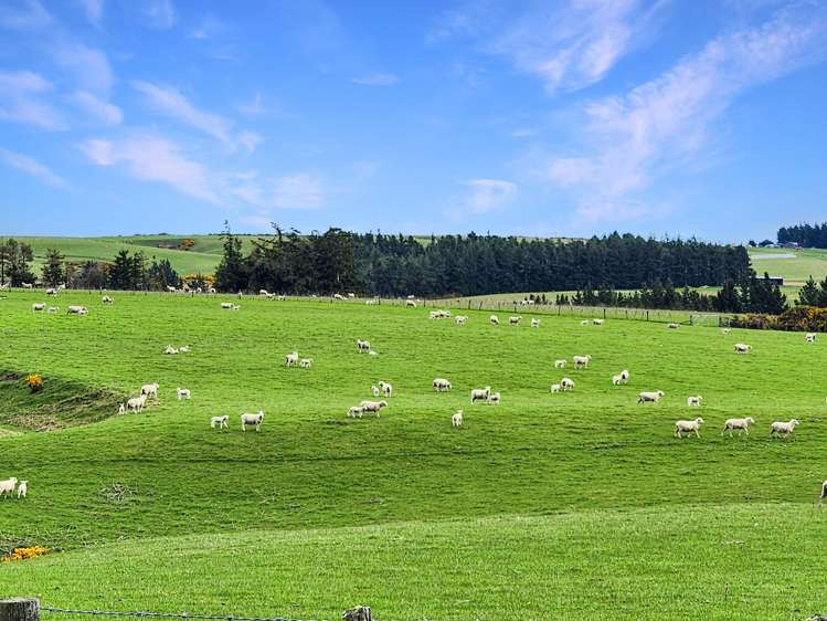 267 (Farm) Wehenga Road Hindon_3