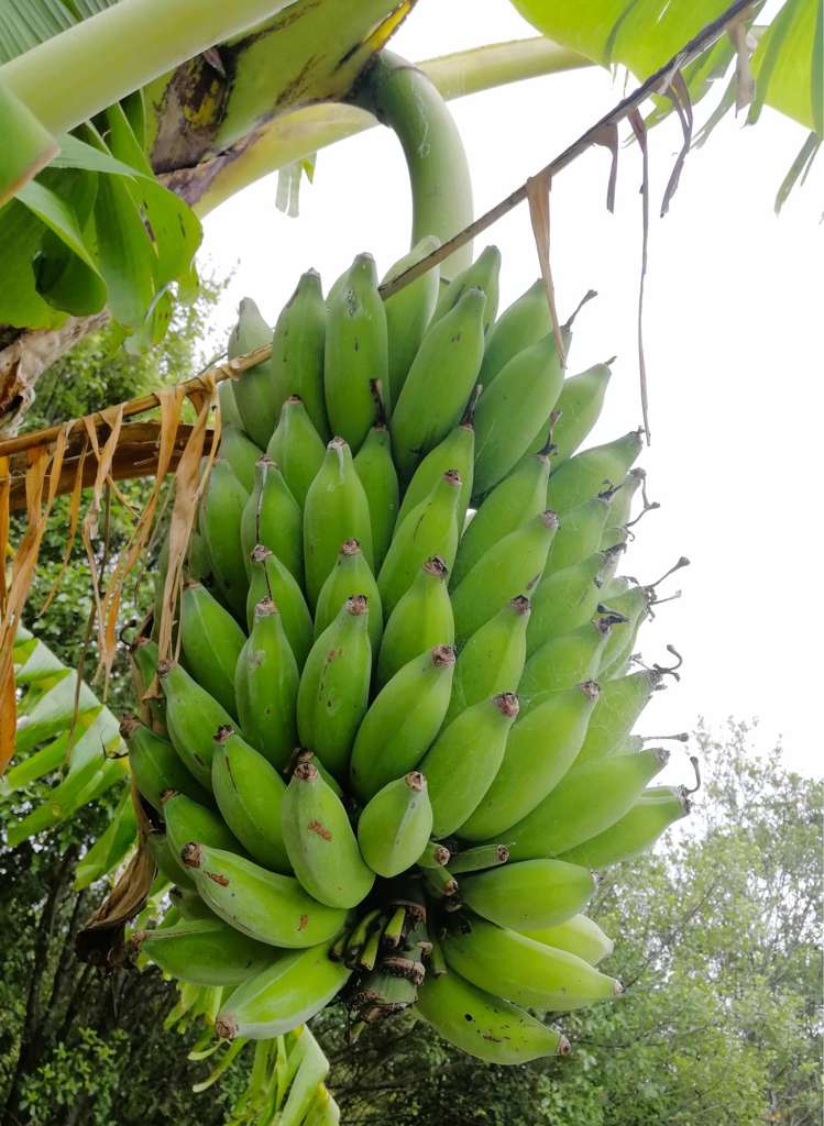 20A Valley View Lane Hakaru_25