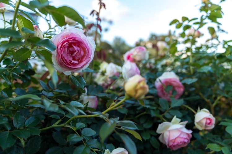 38a Pokapu Street Titirangi_42