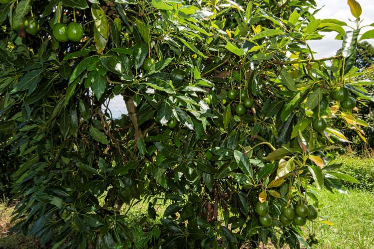 1700 State Highway 14 Maungatapere_17