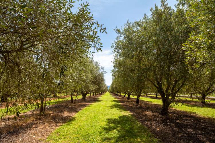 201 New Renwick Road Burleigh_25