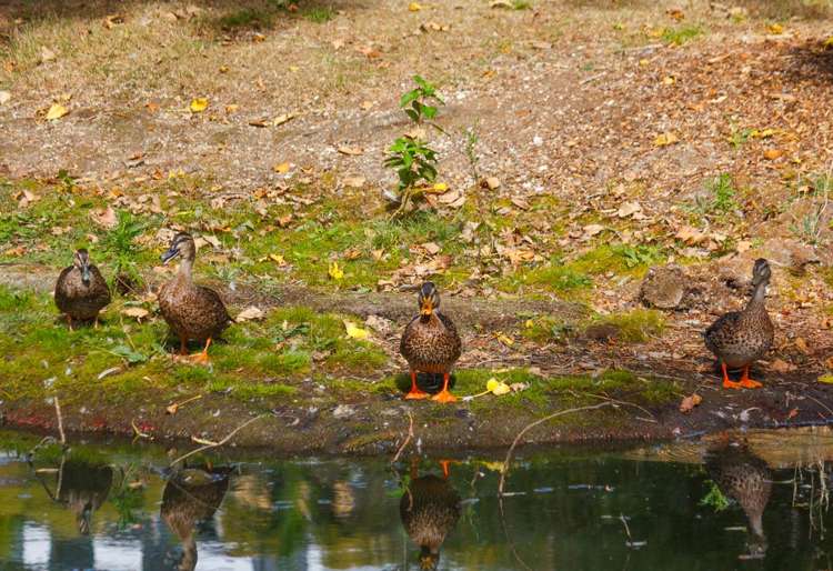 3/137 Portland Road Remuera_22
