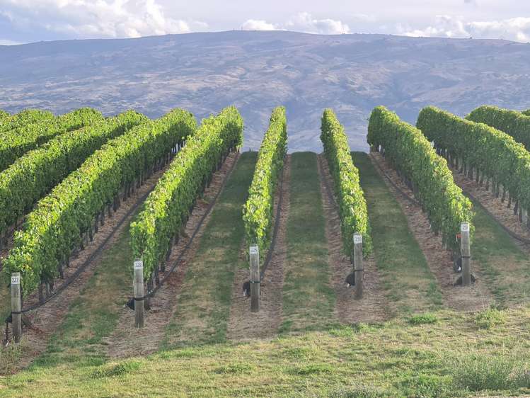 Lot 35 McArthur Road Alexandra_14