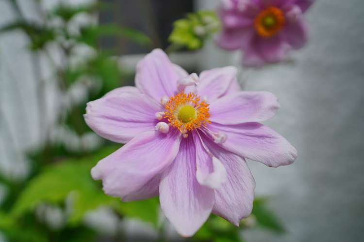 32 Melbourne Street Windsor_23