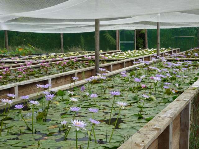 Glenbogal Aquatic Katikati_1