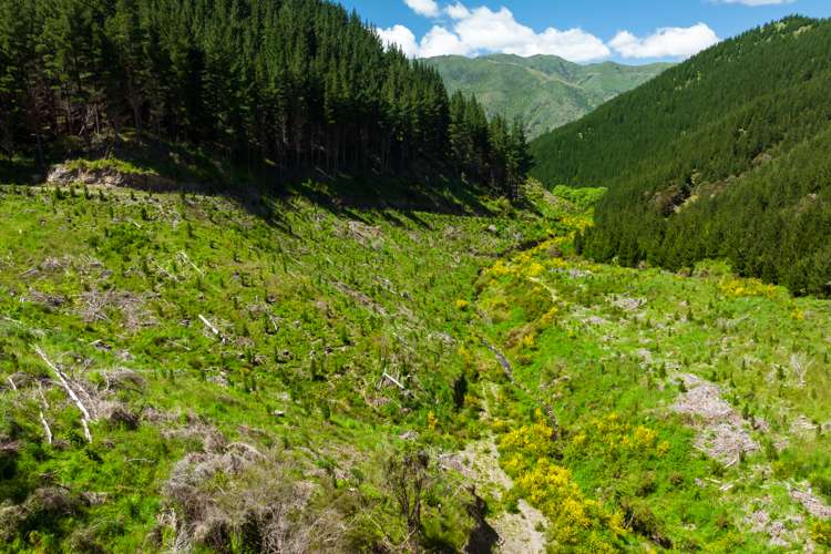 Waihopai Valley Road Waihopai Valley_15