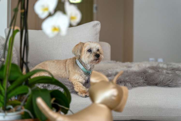 315/28 College Hill Freemans Bay_9