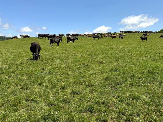 85 Hectare Entry-Level Dairy Opportunity