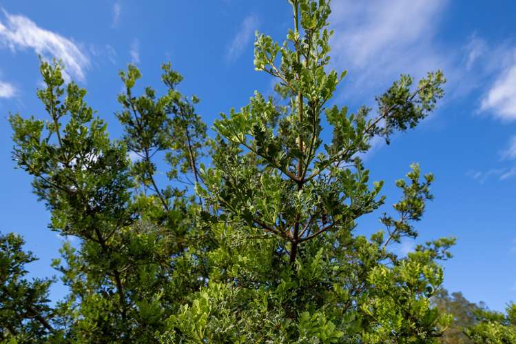 Waiwhero Road Ngatimoti_12