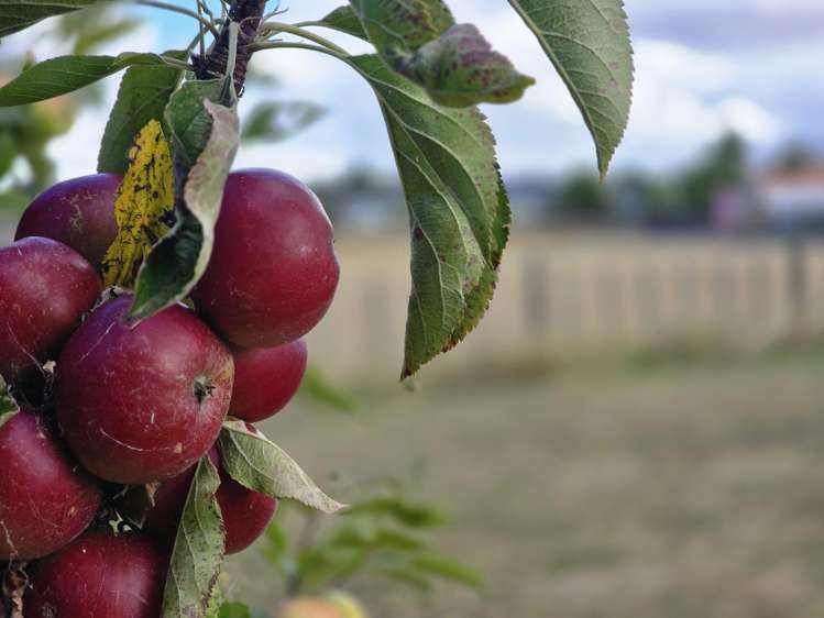 510a Wellington Road Marton_8