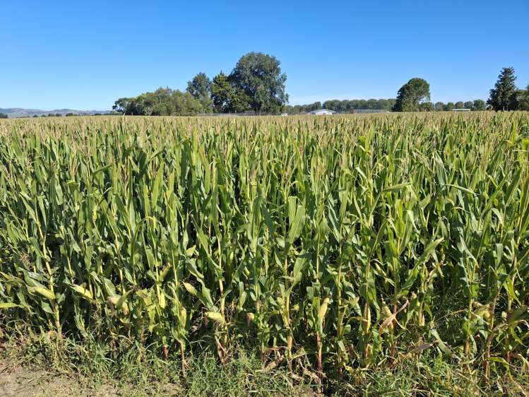 No 1 Road Springdale_6