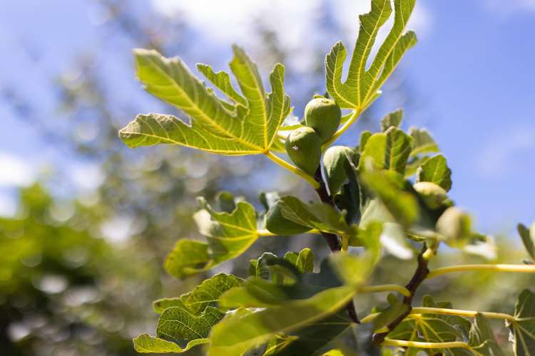 1 Watson Place Wellsford_20