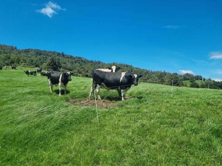 Kahuwera Road Piopio_0