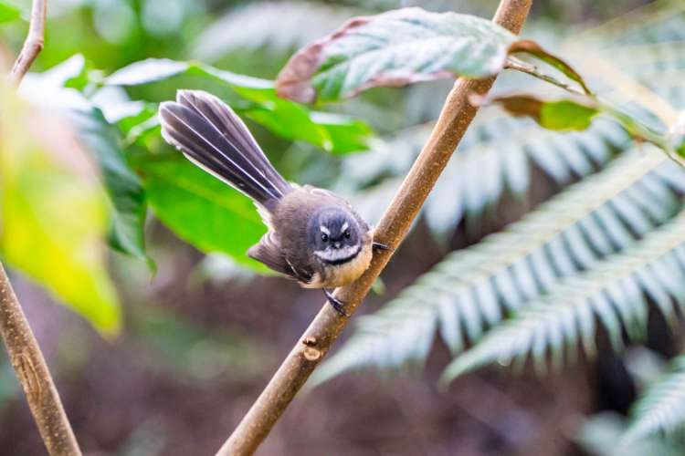 23 Wintle Street Mangawhai Heads_24