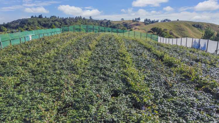 443C State Highway 2 Opotiki_12