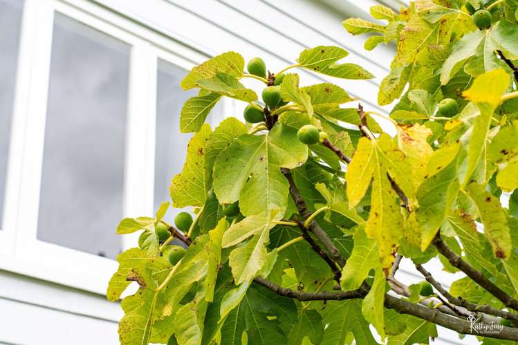 105 Normanby St Dargaville_40