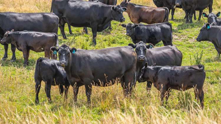 2 Cotswold Road Omihi_20