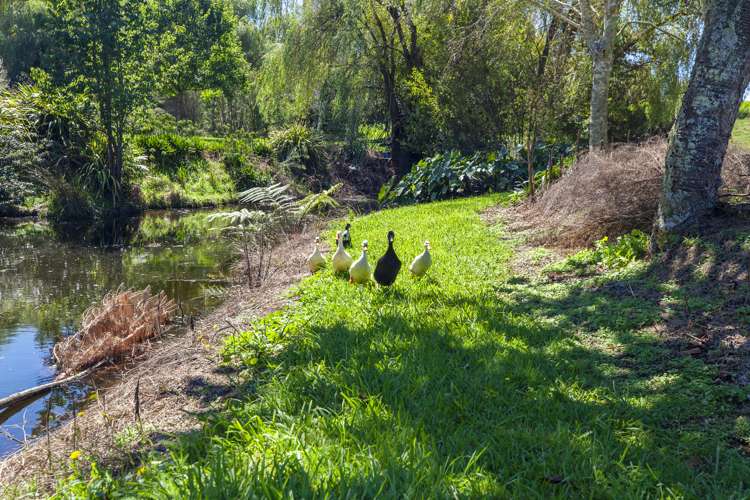 363 Roydon Downs Road Paengaroa_19